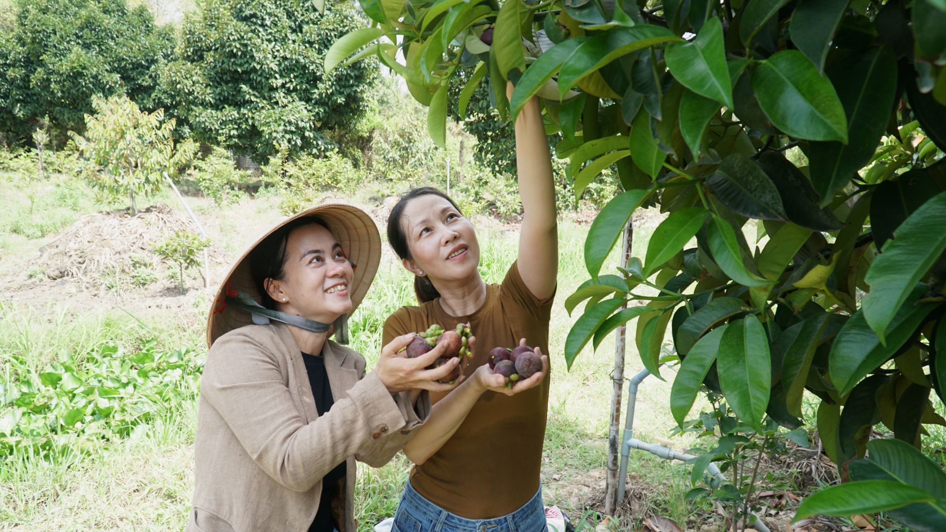 Vô vườn ở Tây Ninh, tha hồ hái măng cụt, lựa sầu riêng chín, chụp hình dưới cây sầu riêng &quot;cổ thụ&quot; - Ảnh 2.