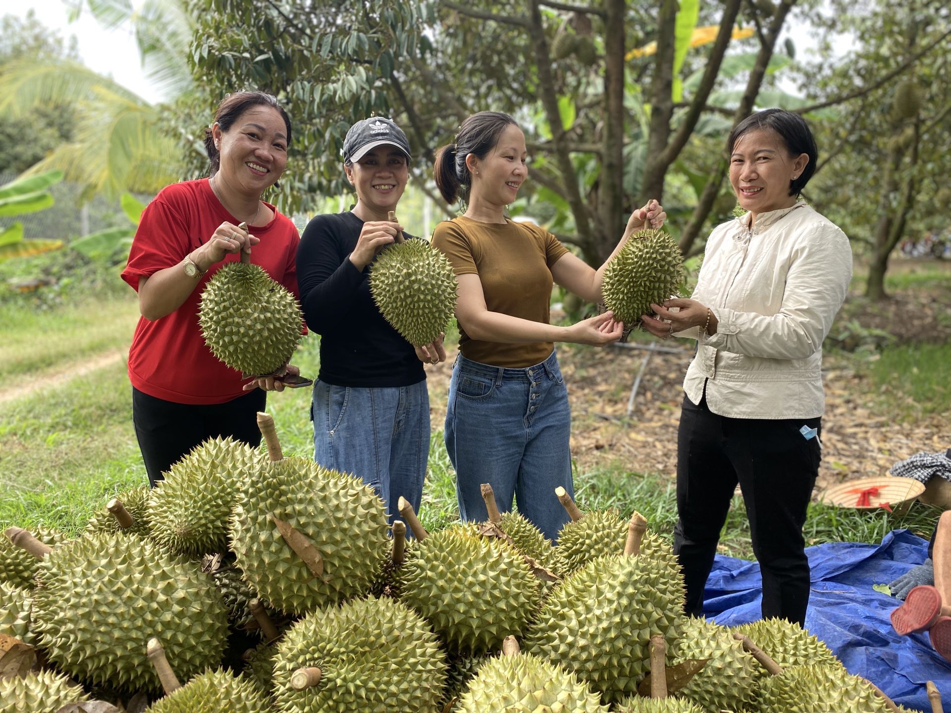 Vô vườn ở Tây Ninh, tha hồ hái măng cụt, lựa sầu riêng chín, chụp hình dưới cây sầu riêng &quot;cổ thụ&quot; - Ảnh 1.