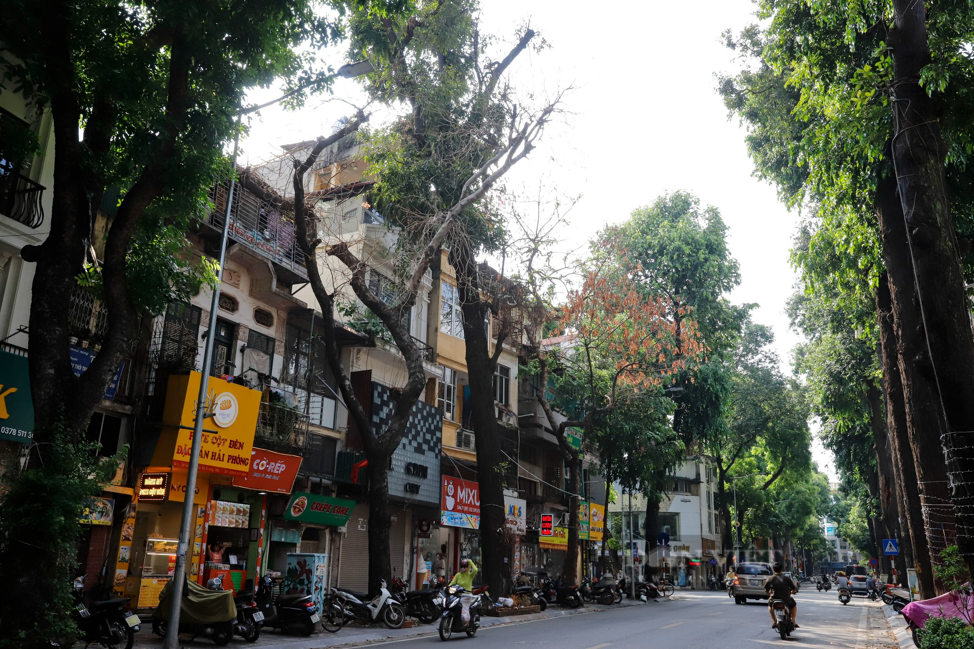 Nhiều cây cổ thụ chết khô trên các tuyến phố Hà Nội, nguy cơ đổ khi giông bão - Ảnh 1.