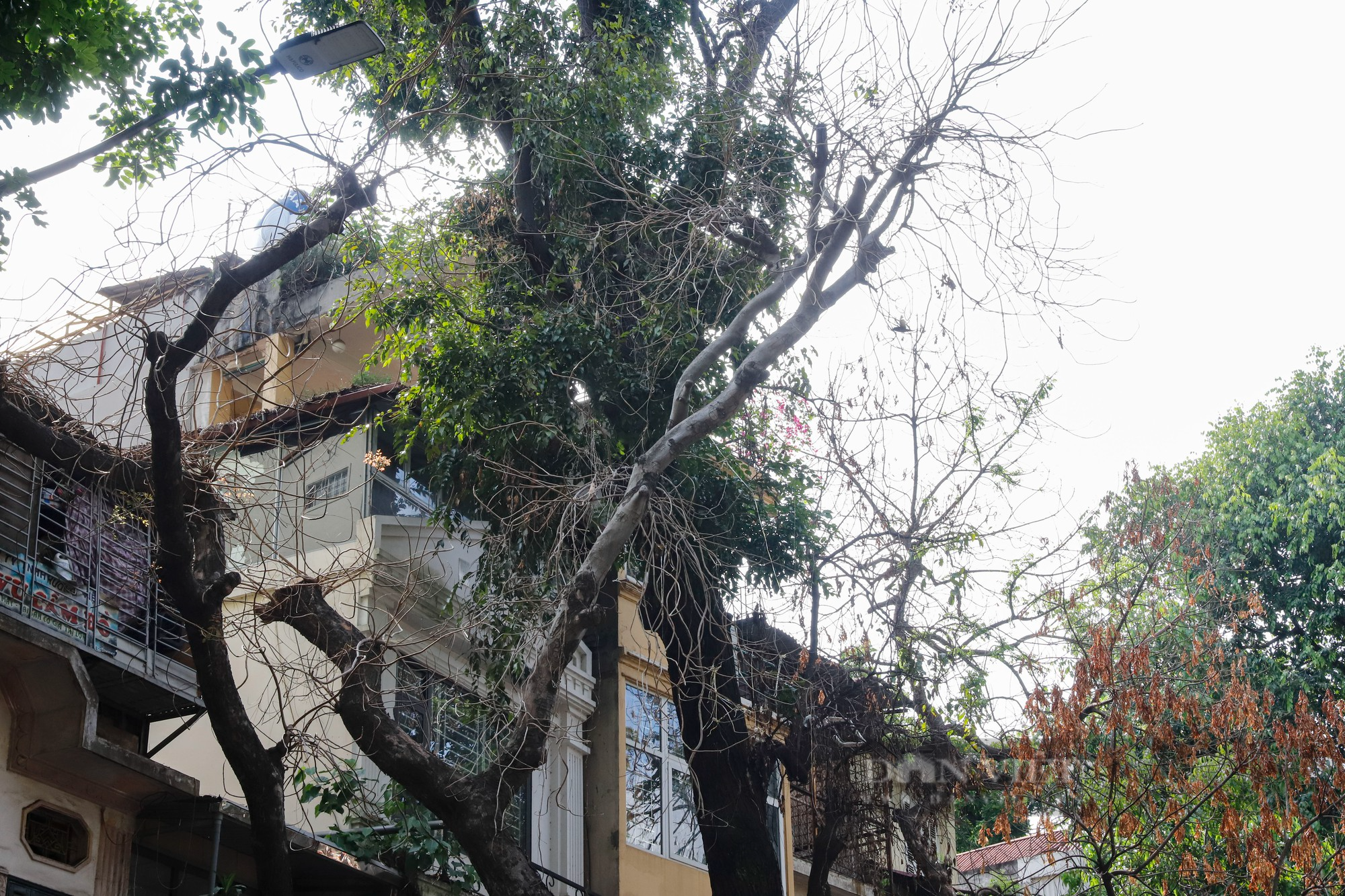 Nhiều cây cổ thụ chết khô trên các tuyến phố Hà Nội, nguy cơ đổ khi giông bão - Ảnh 2.