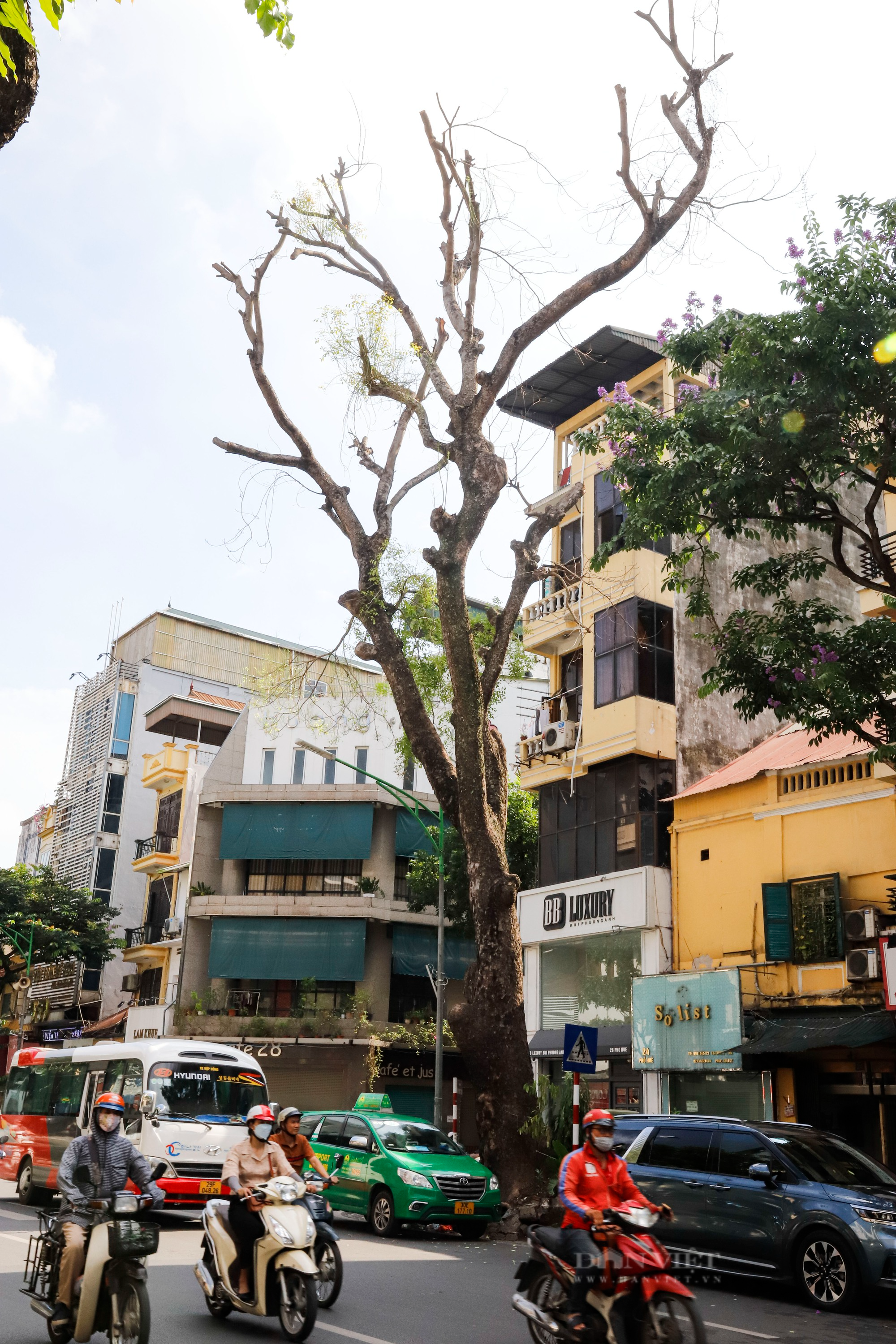 Nhiều cây cổ thụ chết khô trên các tuyến phố Hà Nội, nguy cơ đổ khi giông bão - Ảnh 3.