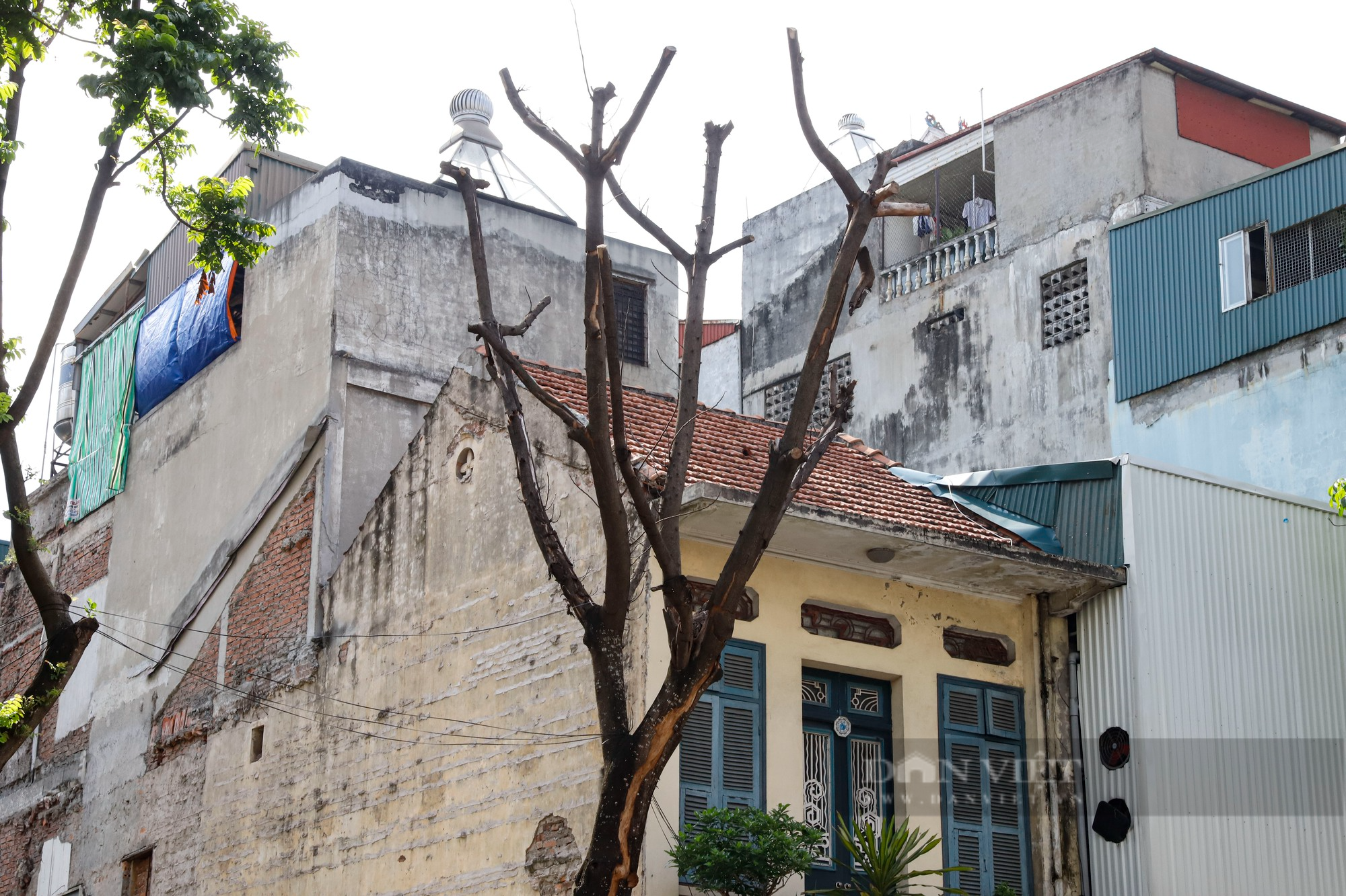 Nhiều cây cổ thụ chết khô trên các tuyến phố Hà Nội, nguy cơ đổ khi giông bão - Ảnh 4.