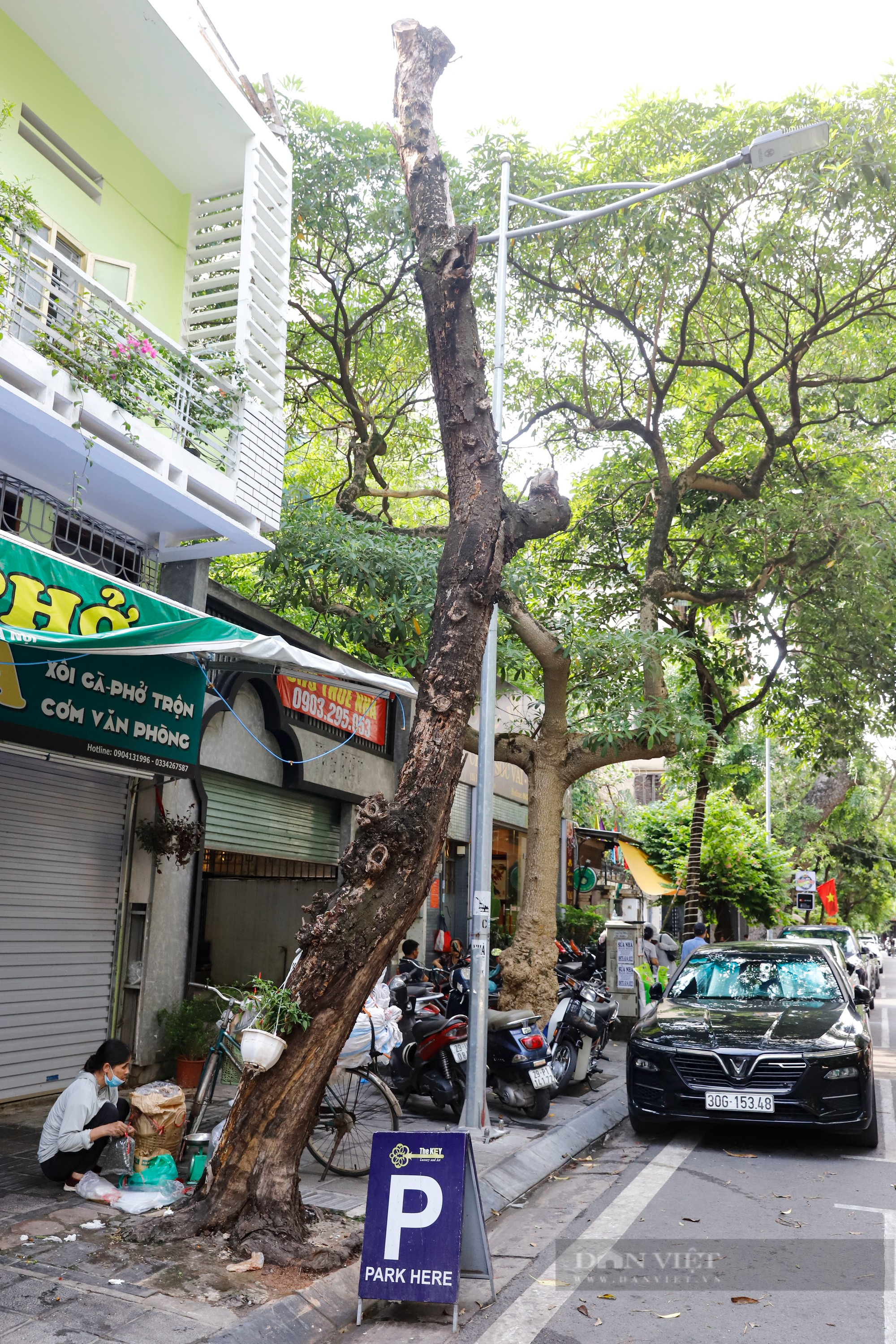 Nhiều cây cổ thụ chết khô trên các tuyến phố Hà Nội, nguy cơ đổ khi giông bão - Ảnh 7.
