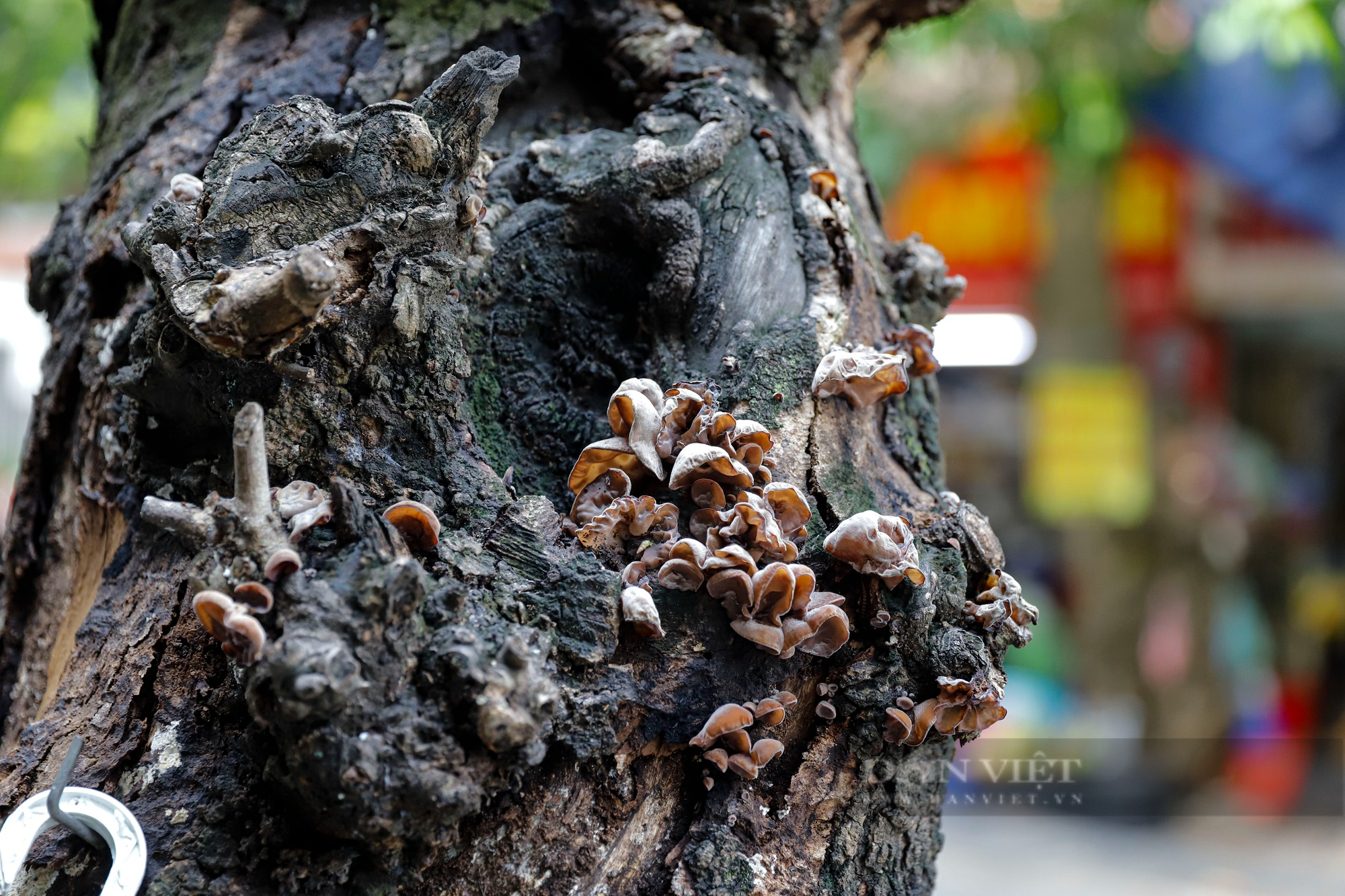 Nhiều cây cổ thụ chết khô trên các tuyến phố Hà Nội, nguy cơ đổ khi giông bão - Ảnh 8.