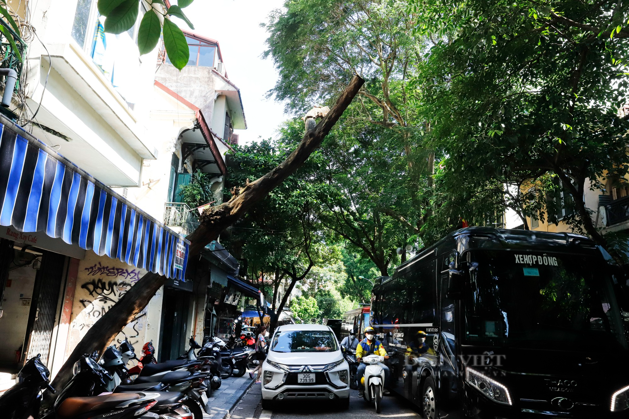 Nhiều cây cổ thụ chết khô trên các tuyến phố Hà Nội, nguy cơ đổ khi giông bão - Ảnh 9.