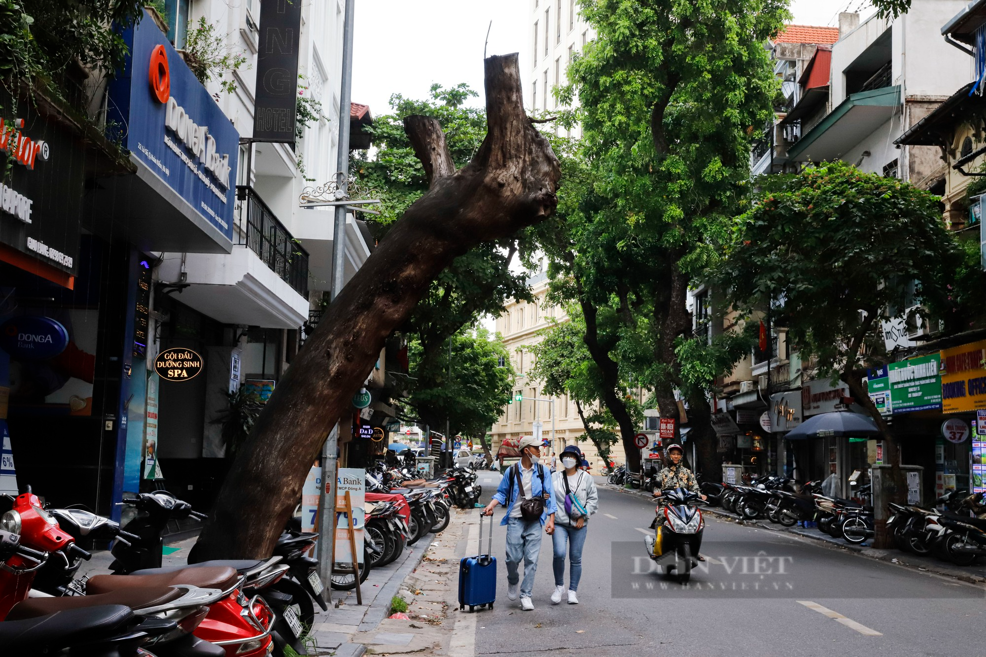 Nhiều cây cổ thụ chết khô trên các tuyến phố Hà Nội, nguy cơ đổ khi giông bão - Ảnh 11.
