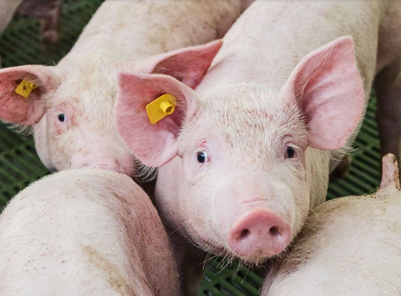 Lượng cung vẫn đang ghi nhận bị thiếu hụt, dự kiến giá lợn hơi sắp cán mốc 65.000 đồng/kg - Ảnh 2.