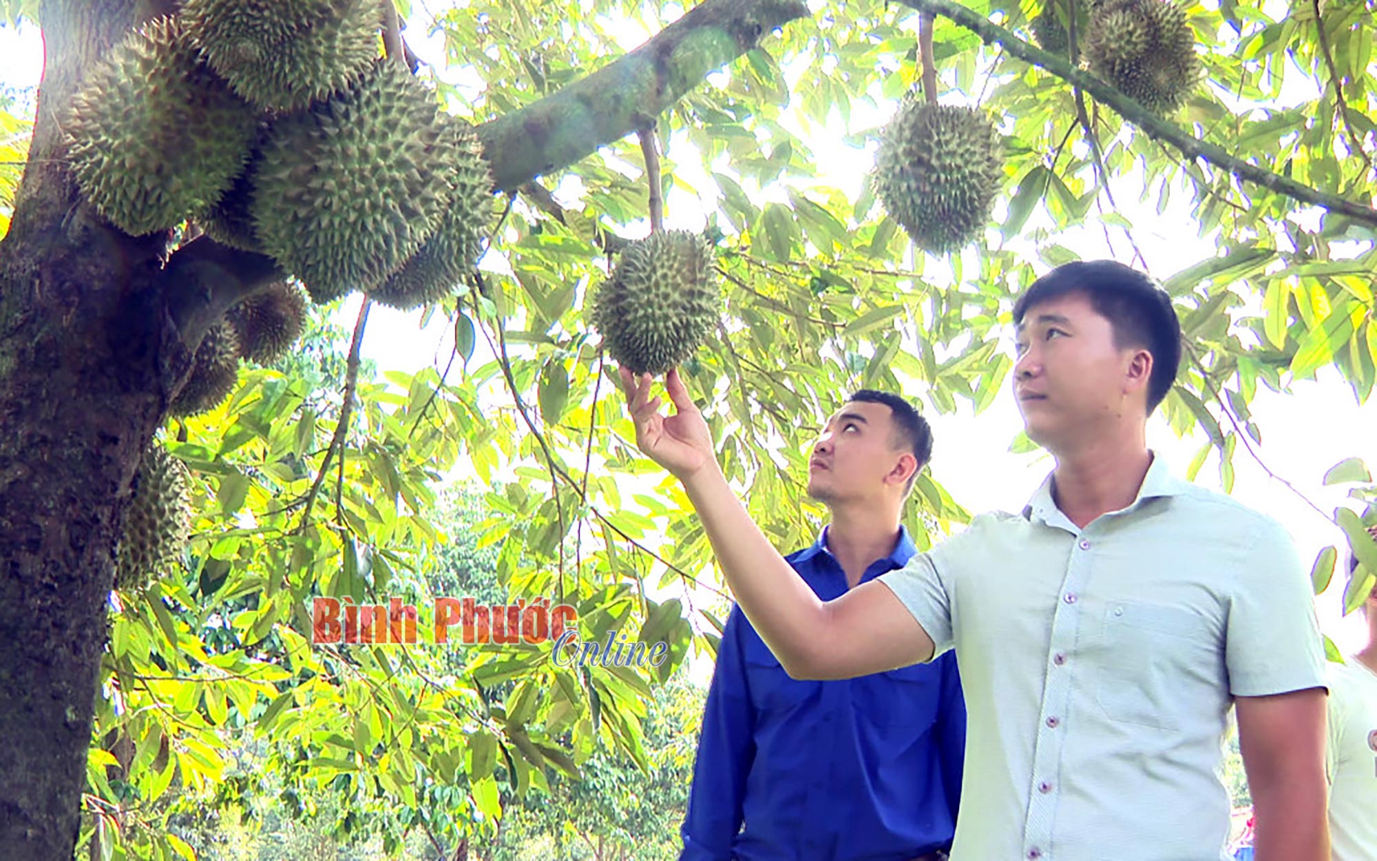 Một khu vườn ở Bình Phước trồng sầu riêng ra trái quá trời, ăn thơm ngon, bổ dưỡng, lời tiền tỷ - Ảnh 1.