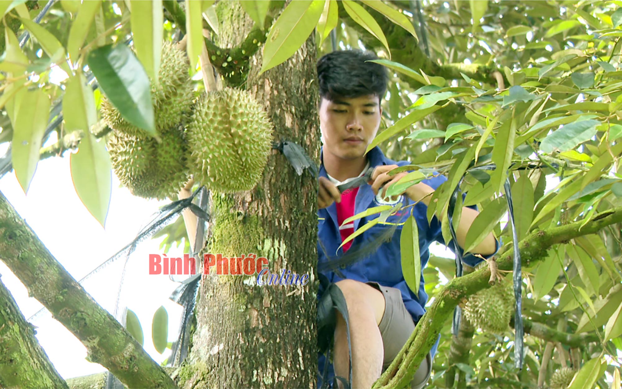 Một khu vườn ở Bình Phước trồng sầu riêng ra trái quá trời, ăn thơm ngon, bổ dưỡng, lời tiền tỷ - Ảnh 2.