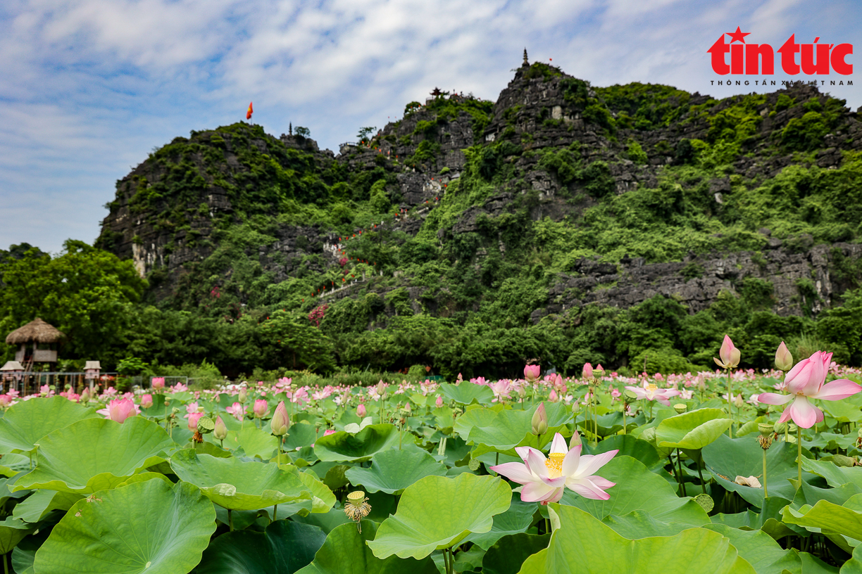 Bạt ngàn cánh đồng sen bung lụa dưới chân núi Ngọa Long, Ninh Bình - Ảnh 3.