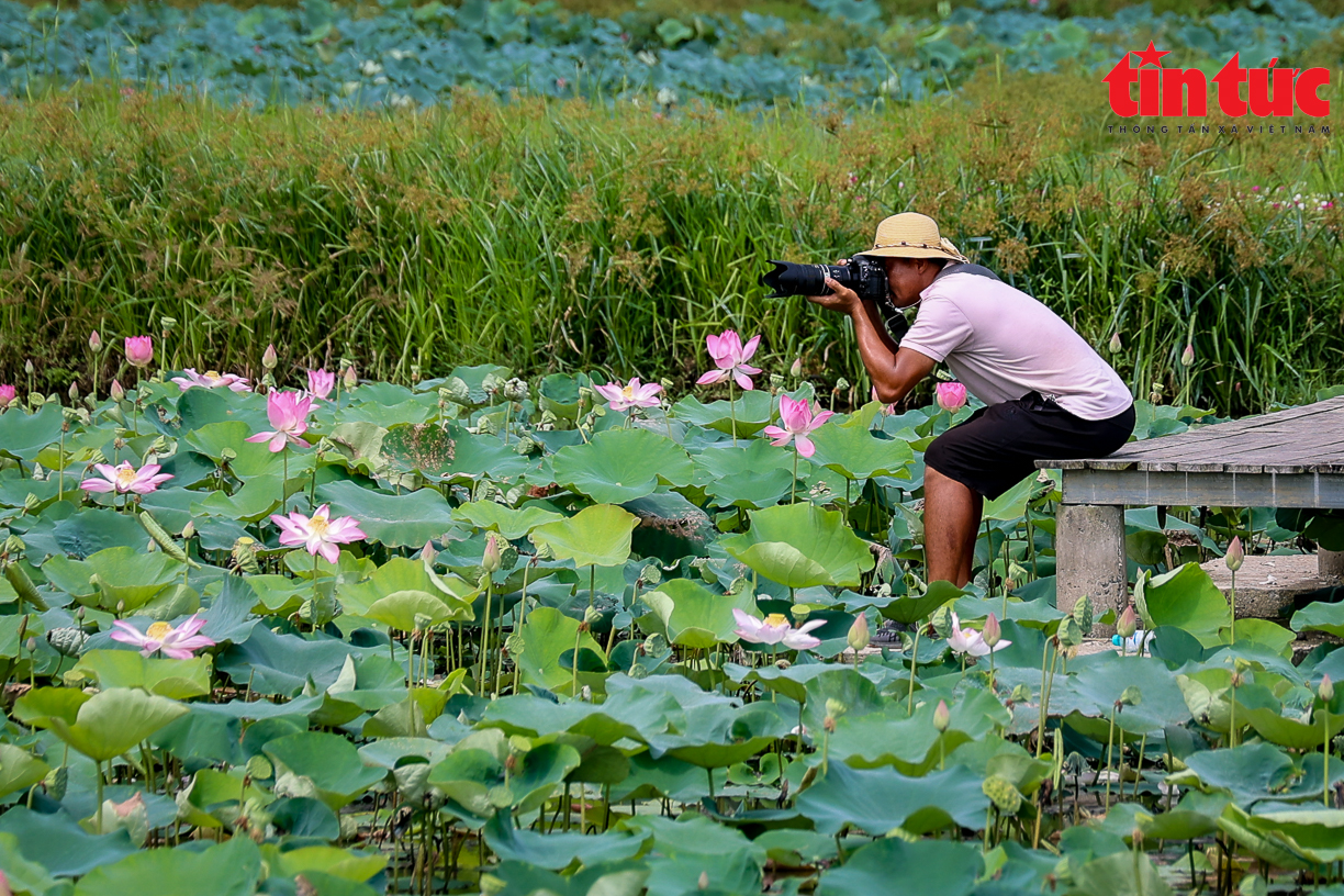 Bạt ngàn cánh đồng sen bung lụa dưới chân núi Ngọa Long, Ninh Bình - Ảnh 7.