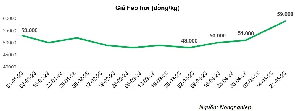 Giá heo dần hồi phục, dự báo sáng cho loạt đại gia ngành thịt - Ảnh 2.