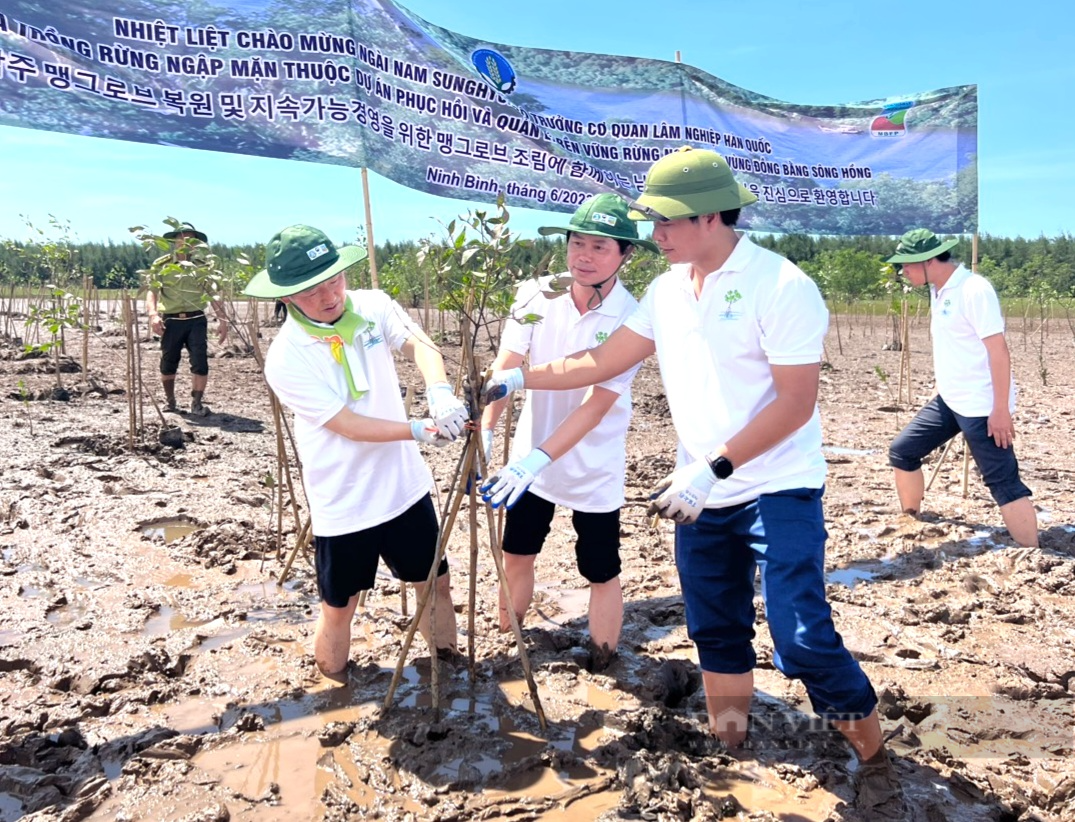 Bộ trưởng Cơ quan Lâm nghiệp Hàn Quốc lội bùn trồng rừng ngập mặn tại Ninh Bình - Ảnh 1.