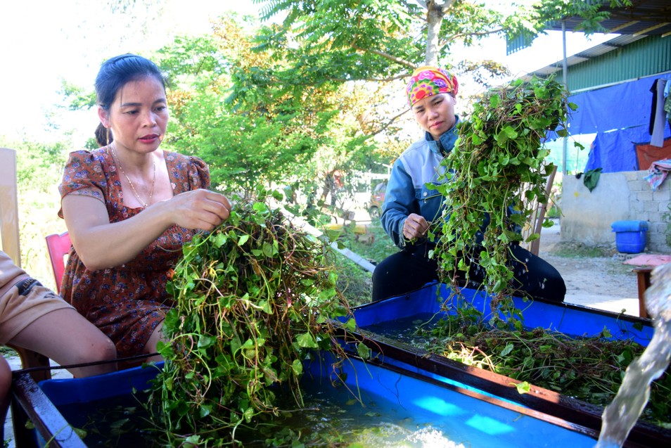 Nắng nóng, một loại rau mọc dại ở Nghệ An có công dụng giải độc có bao nhiêu cũng tiêu thụ hết - Ảnh 1.