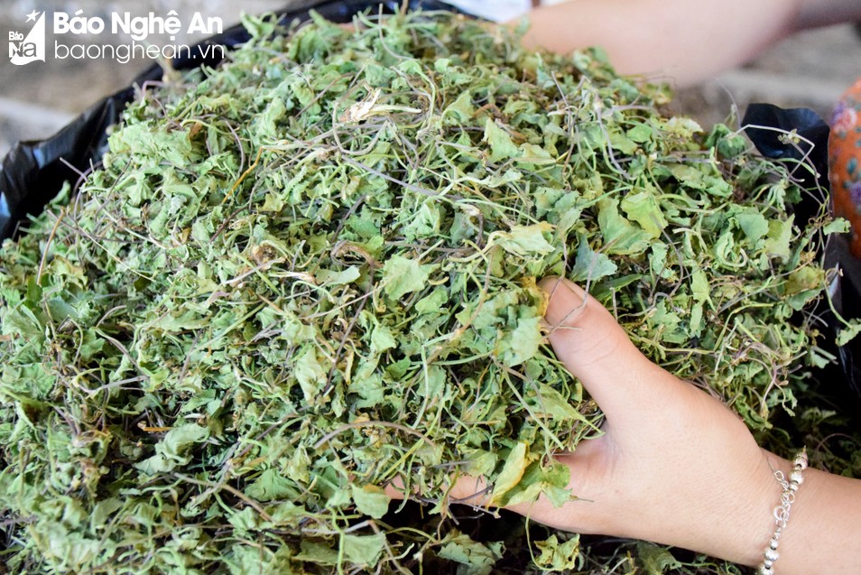 Nắng nóng, một loại rau mọc dại ở Nghệ An có công dụng giải độc có bao nhiêu cũng tiêu thụ hết - Ảnh 3.