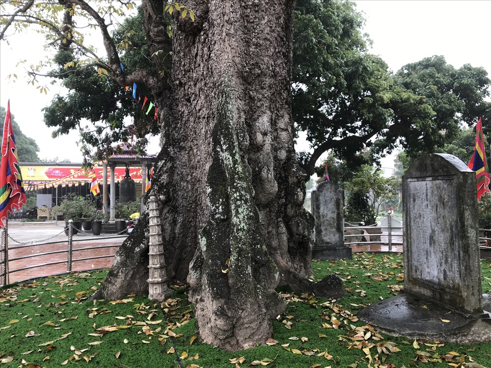 Cây cổ thụ đồ sộ tuổi đời gần 740 năm dáng mẹ ôm con bên đền Mõ ở Hải Phòng là loài cây gì? - Ảnh 5.