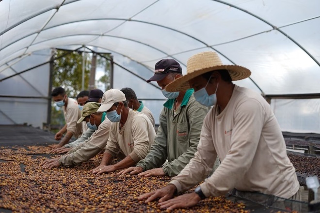 Độc lạ cà phê phân chim ở Brazil - Ảnh 5.