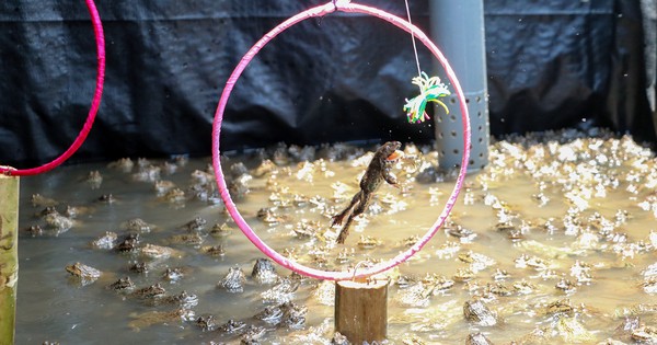 Ở Cồn Sơn giữa dòng sông Hậu tại Cần Thơ có những con ếch biết nhảy vòng làm xiếc