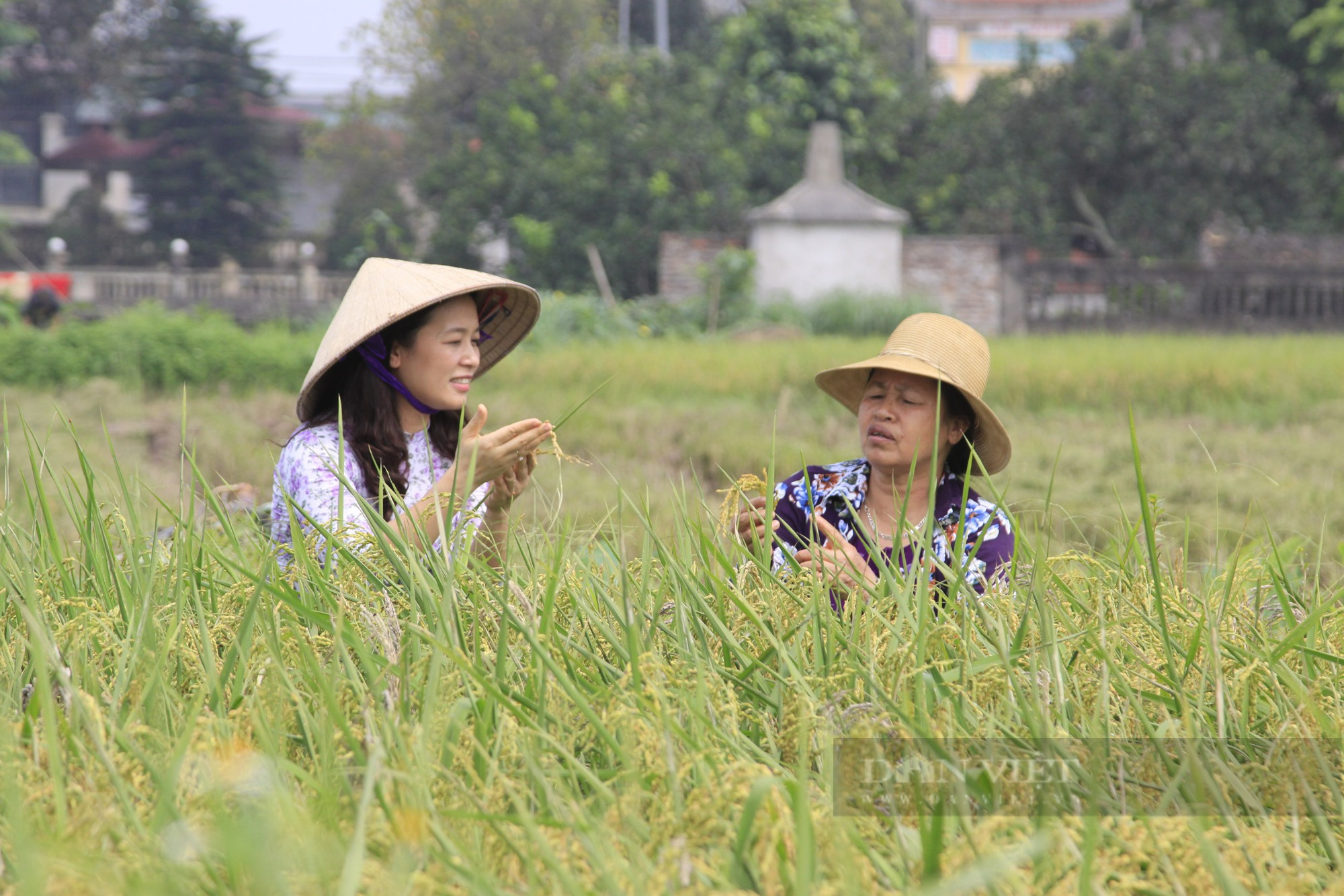 Hà Nội: Tham gia vào chuỗi liên kết, nông dân tiêu thụ sản phẩm giá cao hơn 10 - 15% - Ảnh 1.