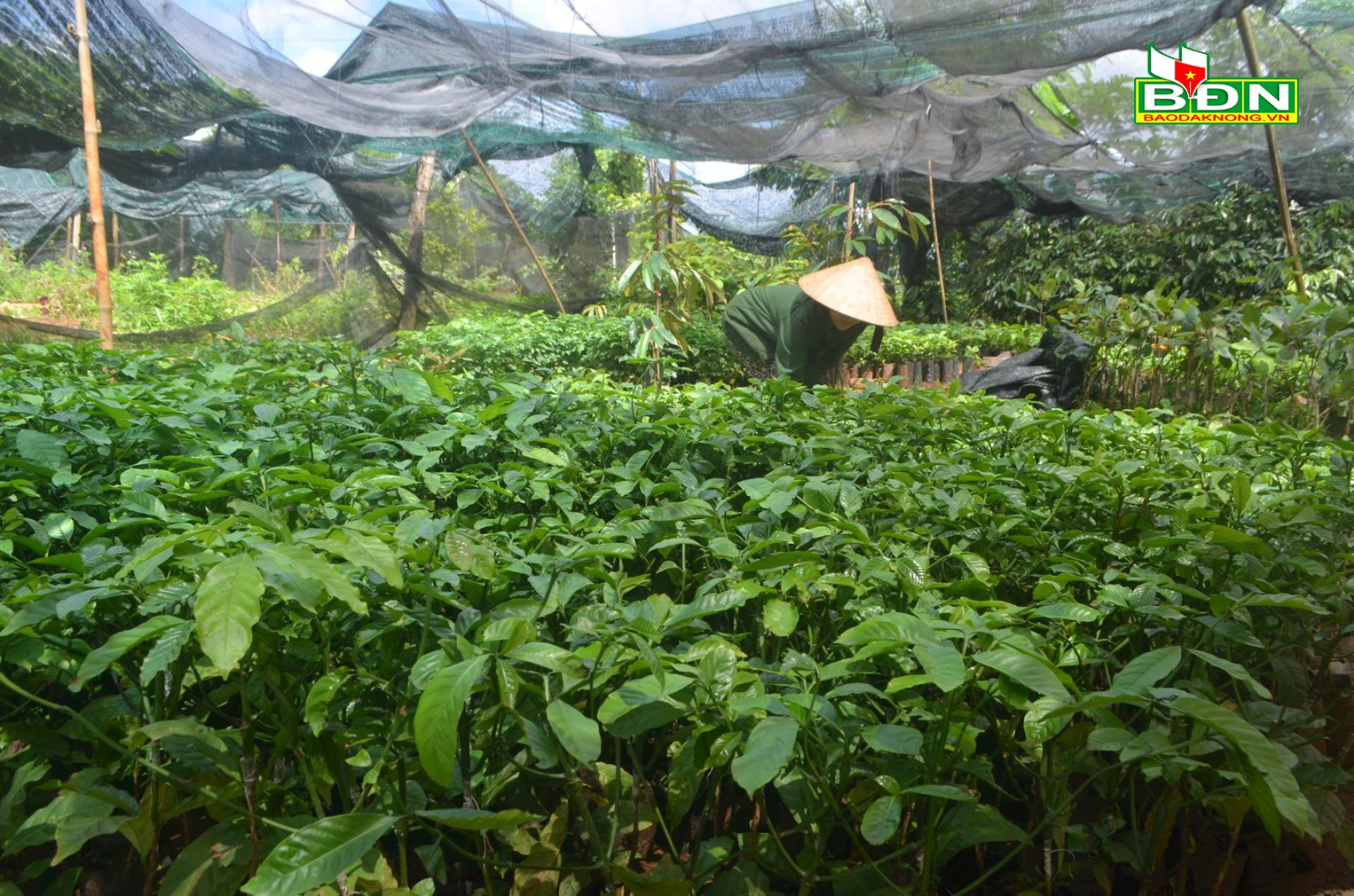 Ở Đắk Nông, cây cà phê giống bất ngờ bán chạy như tôm tươi, nhà vườn &quot;cháy hàng&quot; - Ảnh 3.