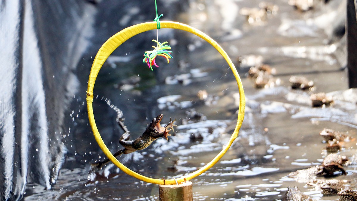 Ở Cồn Sơn giữa dòng sông Hậu ở Cần Thơ có những con ếch biết nhảy vòng làm xiếc - Ảnh 1.
