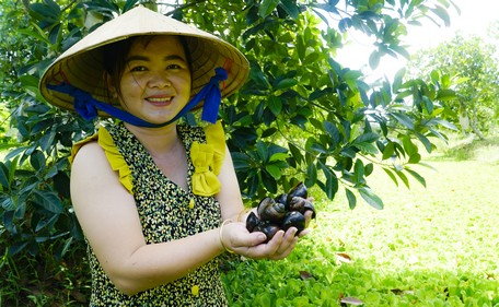 Nuôi loại ốc chỉ ăn thứ rẻ tiền ở ao bỏ hoang trong vườn, chị nông dân Vĩnh Long vốc lên toàn con to bự - Ảnh 1.