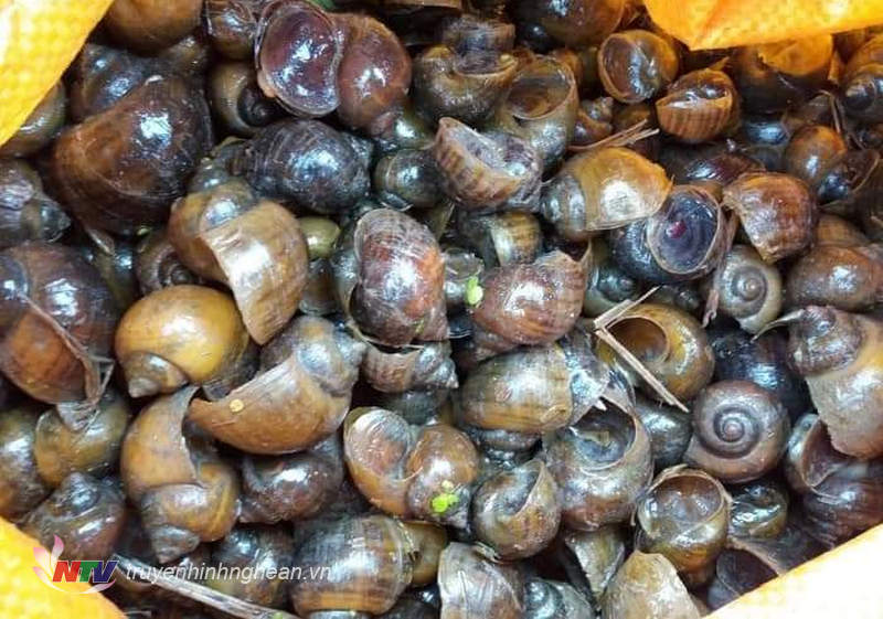 Nông dân Diễn Châu bắt hàng tấn ốc bươu vàng  bảo vệ lúa hè thu - Ảnh 2.