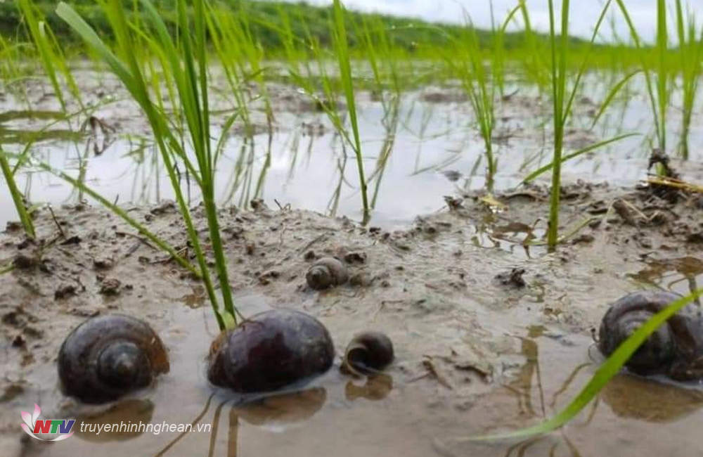 Nông dân Diễn Châu bắt hàng tấn ốc bươu vàng  bảo vệ lúa hè thu - Ảnh 1.