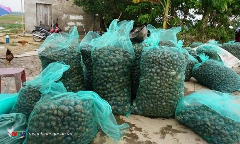 Nông dân Diễn Châu bắt hàng tấn ốc bươu vàng  bảo vệ lúa hè thu - Ảnh 3.