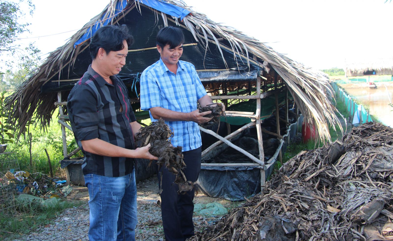 Một nông dân Long An sáng chế máy cuộn lục bình, nhiều người ra xem - Ảnh 1.