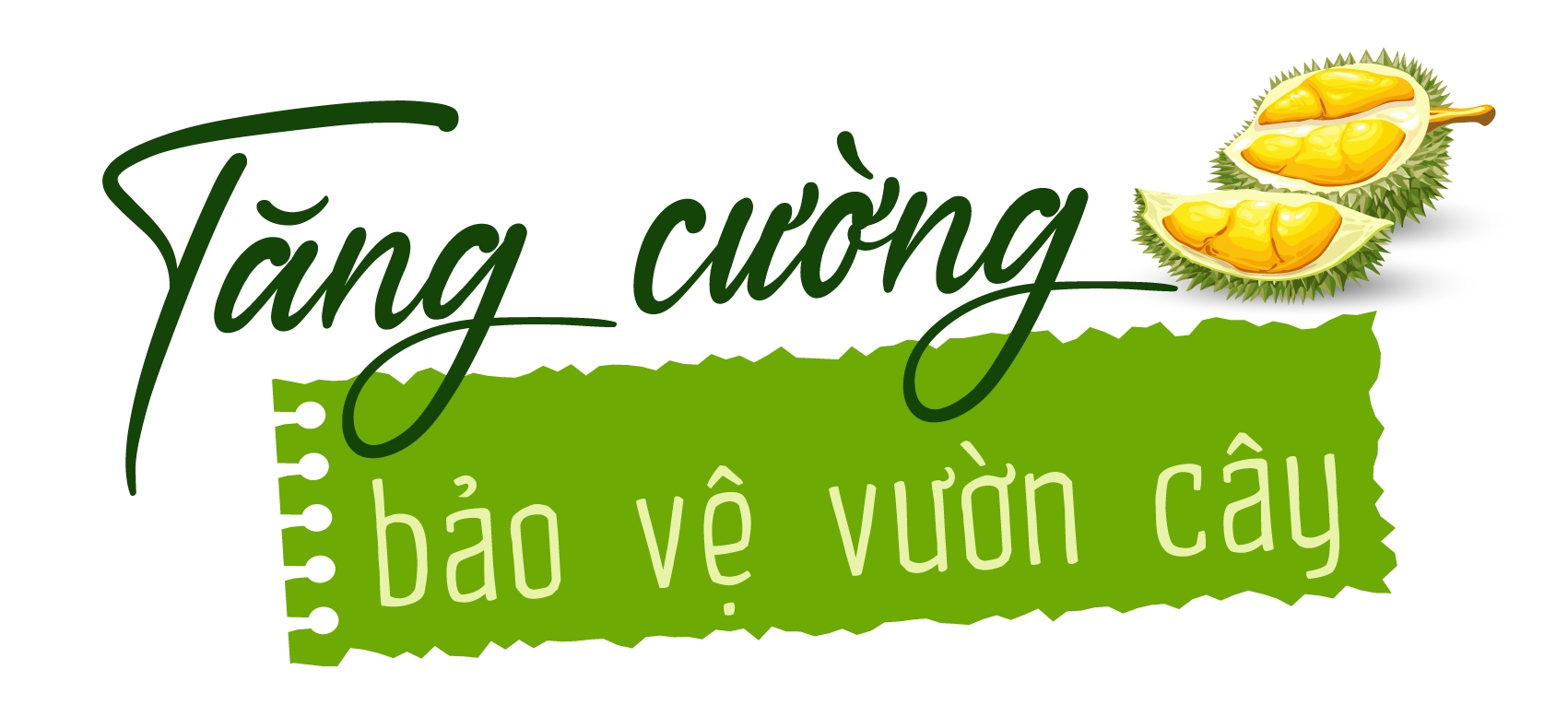 Gia Lai: Nhiều đối tượng xấu lẻn vào vườn sầu riêng bẻ quả non, nông dân thuê người canh giữ cả ngày lẫn đêm - Ảnh 6.