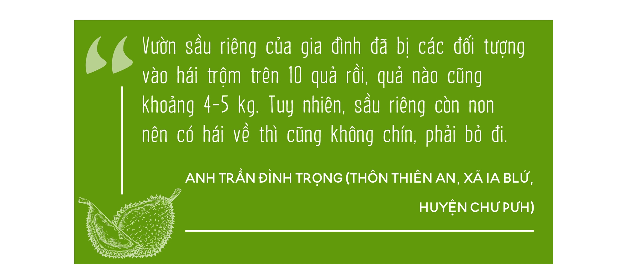 Gia Lai: Nhiều đối tượng xấu lẻn vào vườn sầu riêng bẻ quả non, nông dân thuê người canh giữ cả ngày lẫn đêm - Ảnh 4.