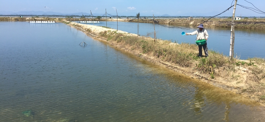 Ngành chức năng ở TT-Huế chưa phát hiện bệnh lý đối với cá chết trên sông Bồ - Ảnh 2.