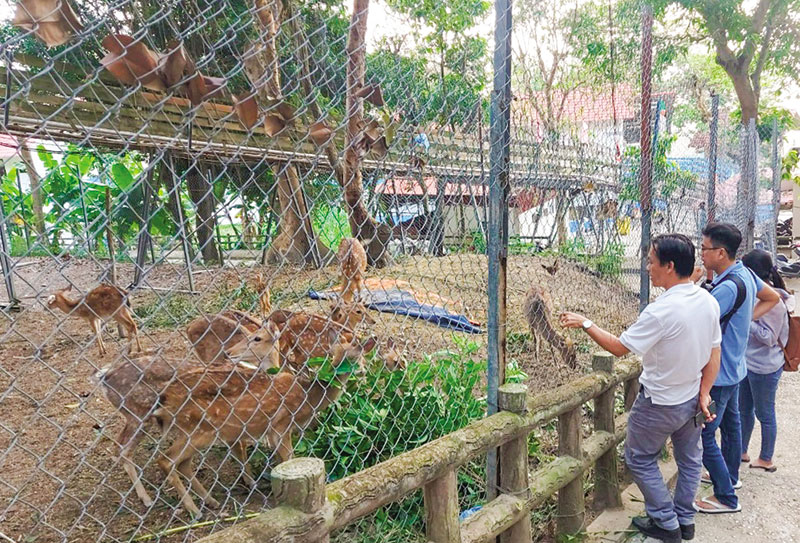 Ở một nơi của Kiên Giang thấy nuôi la liệt loài thú hiền lành này chỉ để cho người trong thiên hạ đến xem - Ảnh 1.