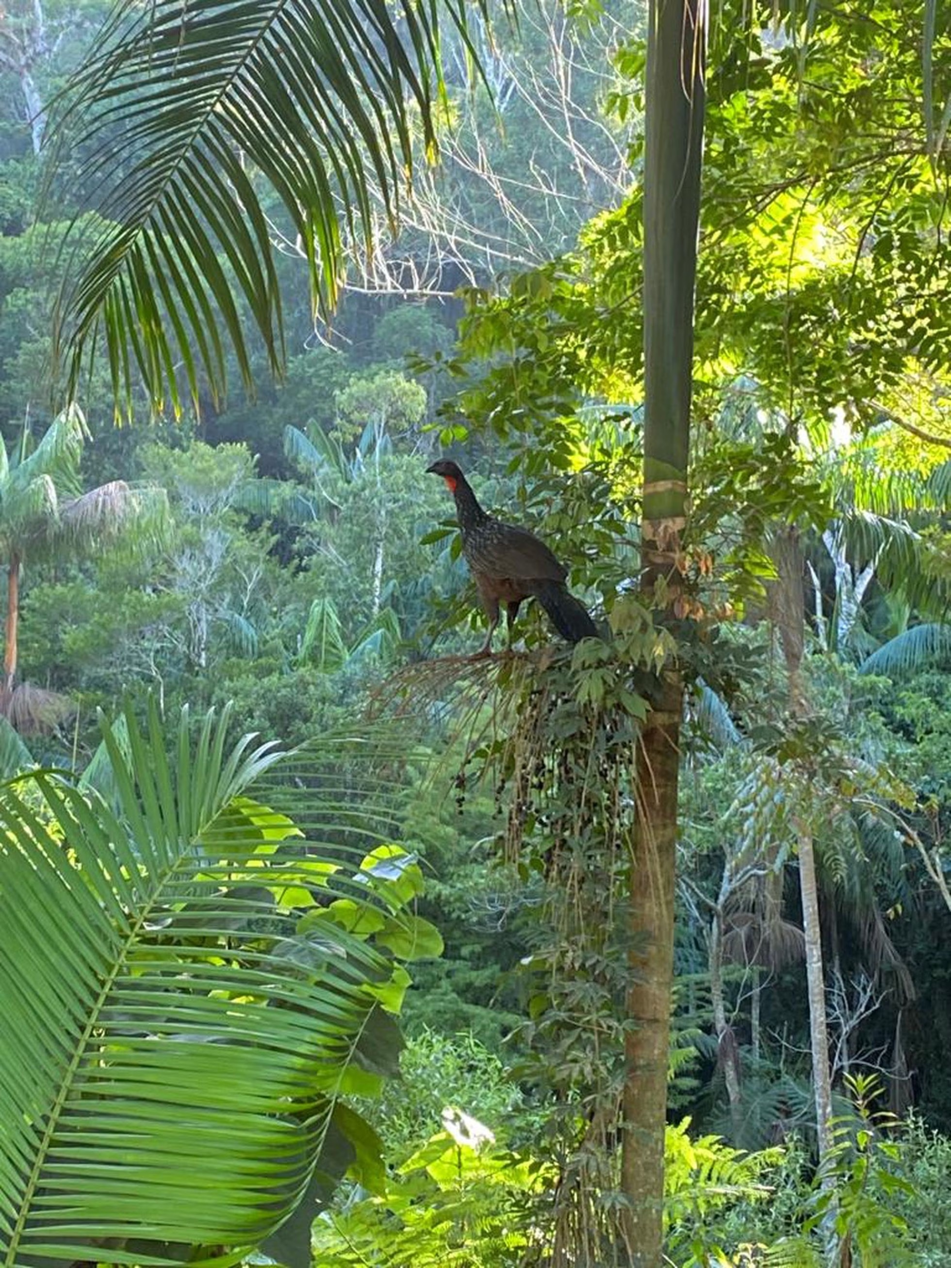 Cà phê phân chim ở Brazil - Ảnh 1.
