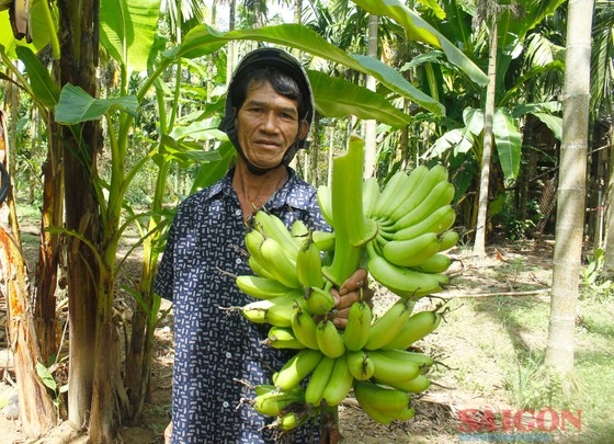 Loại cây ở Quảng Ngãi ra quả ngon, bổ dưỡng, xưa dùng tiến vua, nay đang lụi, nông dân lo - Ảnh 4.
