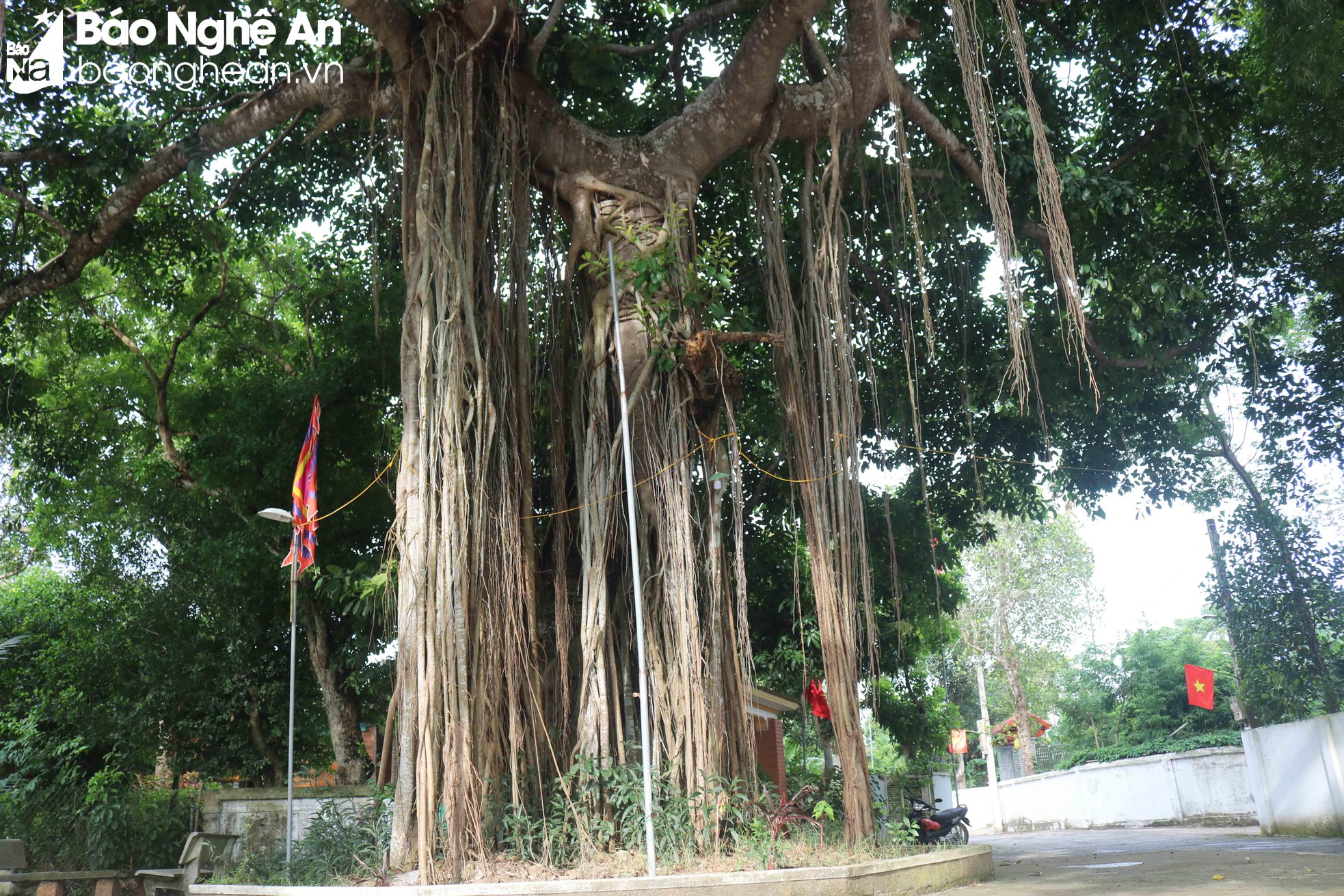 Giếng cổ ở một làng của Nghệ An to đẹp soi bóng cây đa cổ thụ hàng trăm năm tuổi - Ảnh 8.