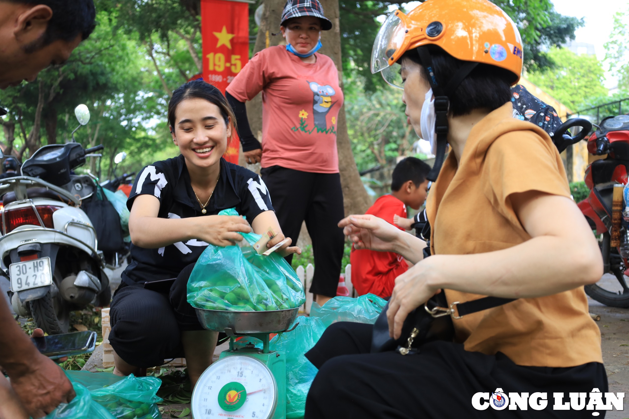 Hà Nội: Sấu vào mùa, người dân trèo, hái bán kiếm tiền triệu mỗi ngày - Ảnh 4.