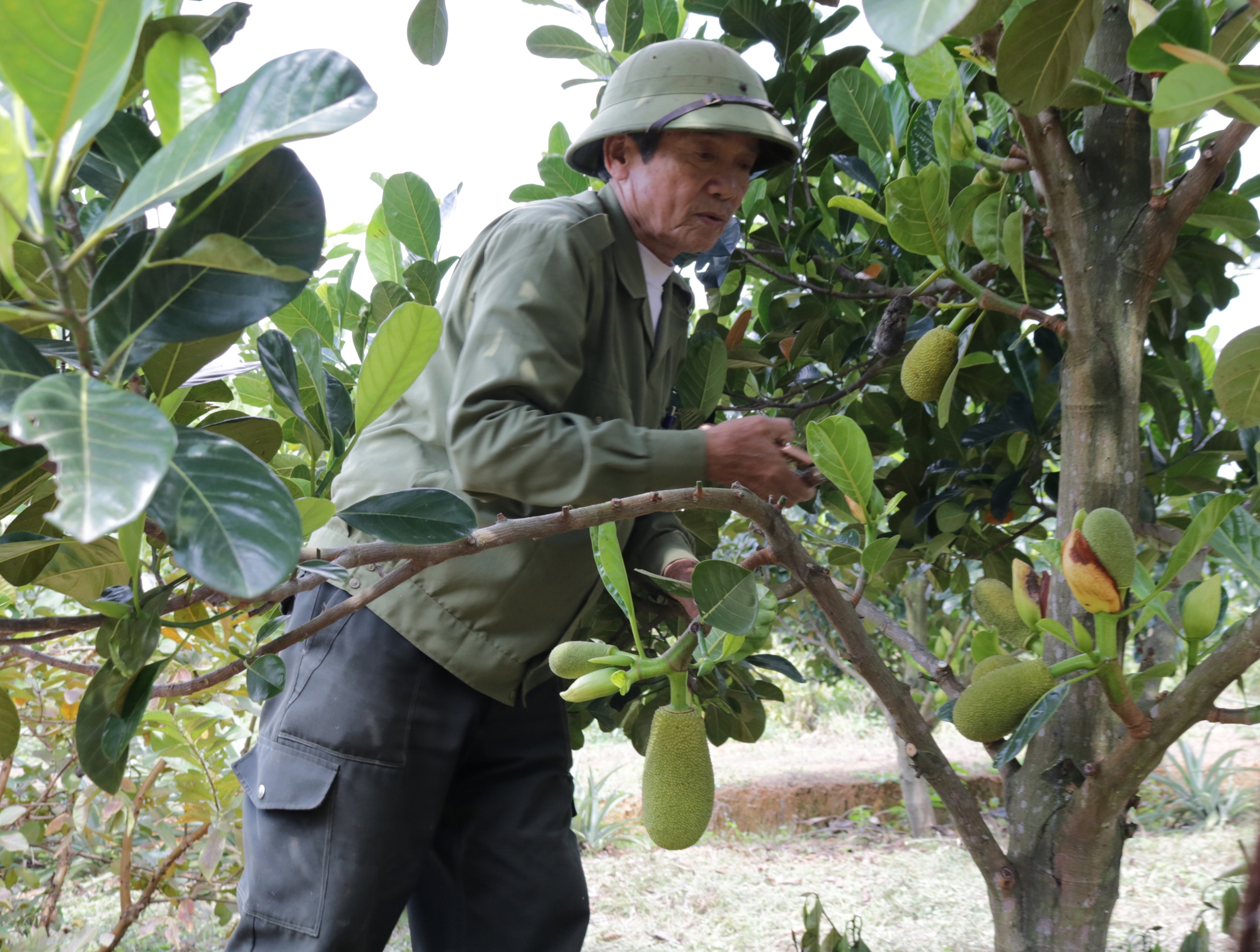 Một nông dân Quảng Bình sẽ cắt bán 2.000 quả mít ruột đỏ, trái nào cũng to bự, thu nửa tỷ - Ảnh 2.