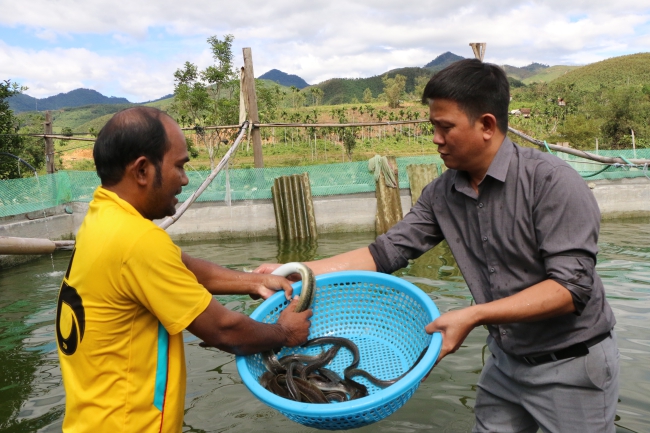 Nuôi thứ cá dài, nghe tên thôi đã thấy tăng cường sức khỏe rồi, nông dân Quảng Ngãi bán 550-600.000 đồng/kg - Ảnh 2.