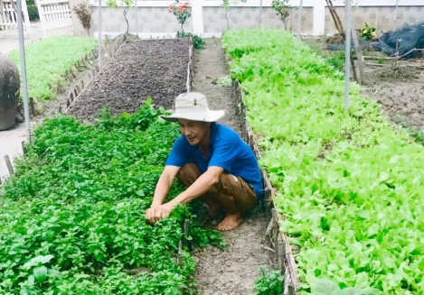 Trồng bao nhiêu loại rau xung quanh nhà mà một nông dân ở Cà Mau có thu nhập 20 triệu/tháng? - Ảnh 1.