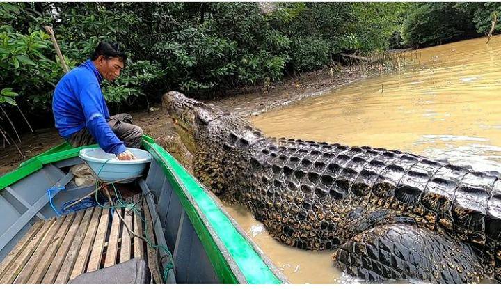 Người đàn ông Indonesia làm bạn với con cá sấu dài 4 mét suốt 26 năm - Ảnh 1.