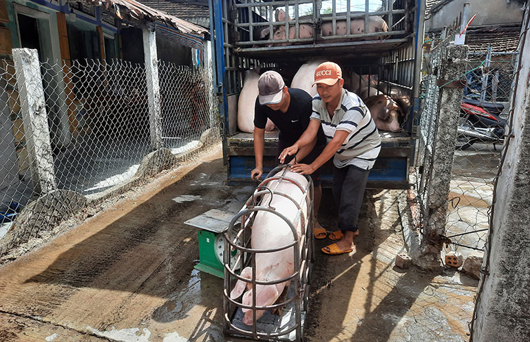 Giá heo hơi tăng mạnh nhất 2 tháng qua, thương lái mua nhanh, nên tái đàn hay không?