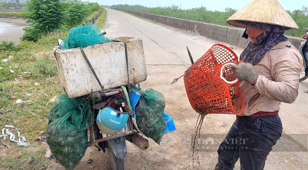 Nghề bắt con hàu lấy ruột, 5 tiếng bỏ túi nửa triệu đồng ở Ninh Bình - Ảnh 4.