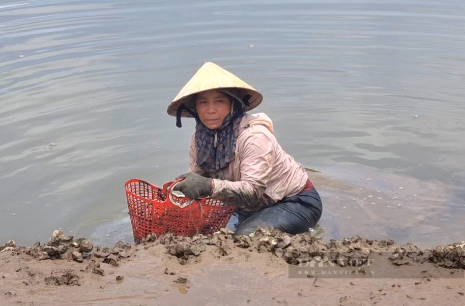 Nghề bắt con hàu lấy ruột, 5 tiếng bỏ túi nửa triệu đồng ở Ninh Bình - Ảnh 3.