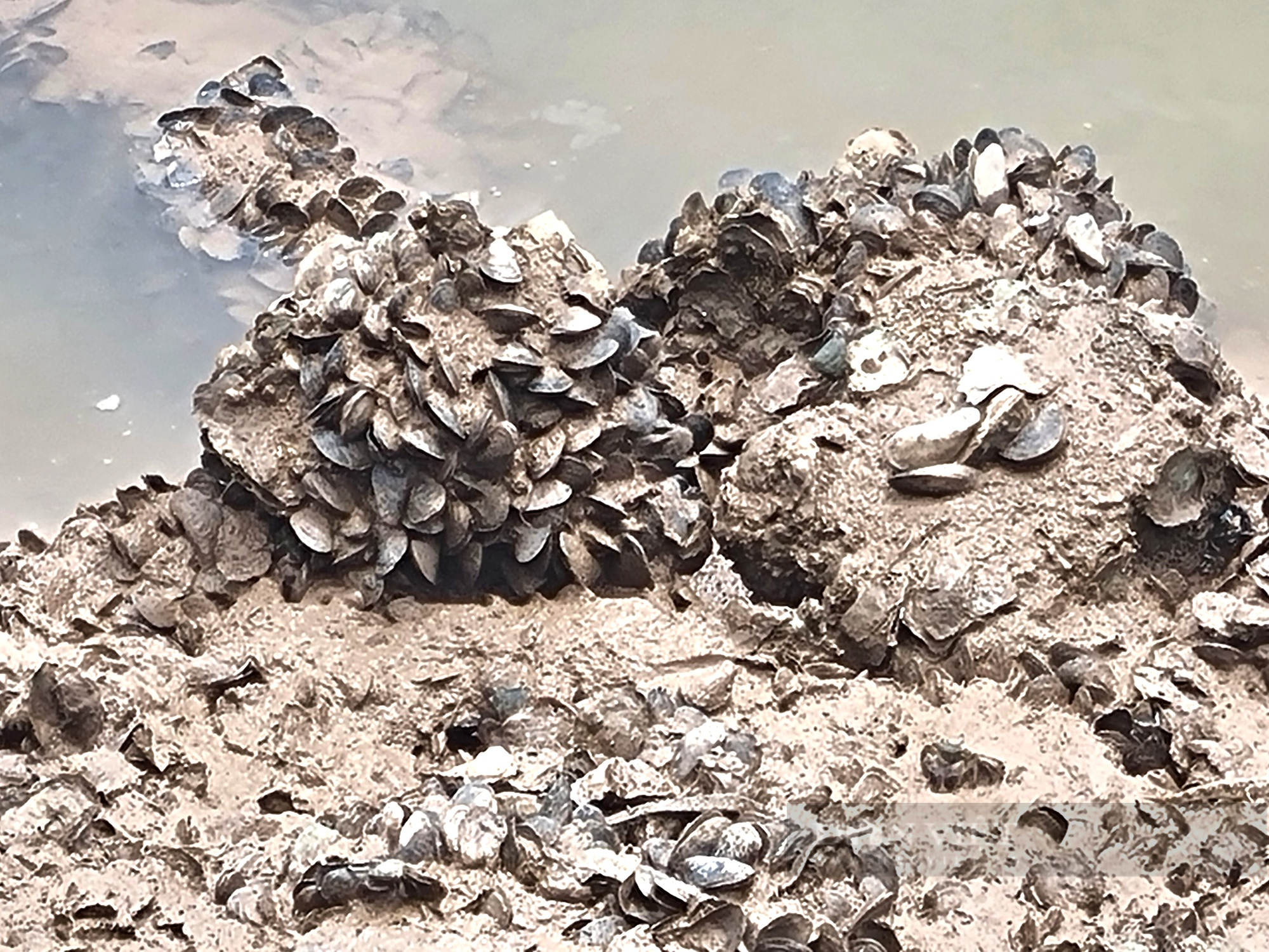 Nghề bắt con hàu lấy ruột, 5 tiếng bỏ túi nửa triệu đồng ở Ninh Bình - Ảnh 5.