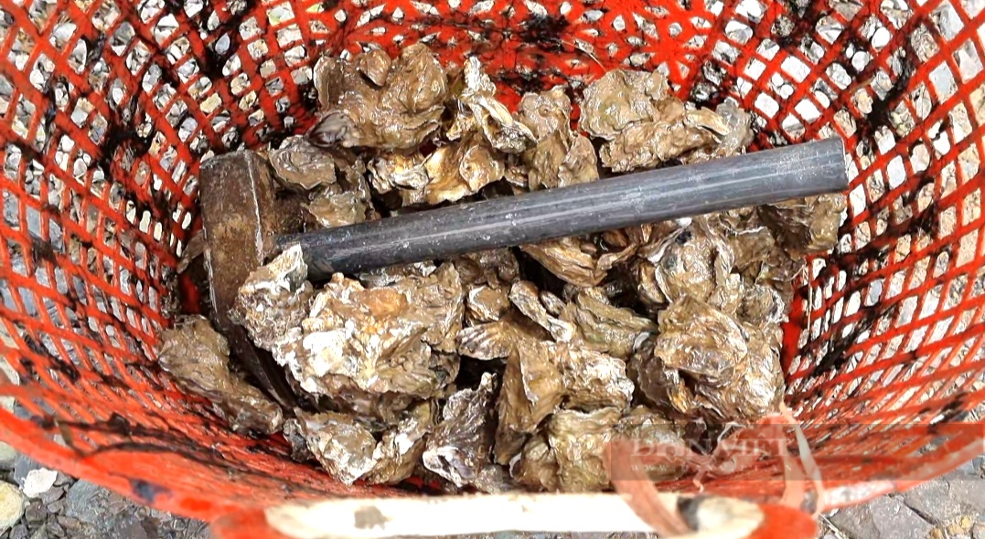 Nghề bắt con hàu lấy ruột, 5 tiếng bỏ túi nửa triệu đồng ở Ninh Bình - Ảnh 6.
