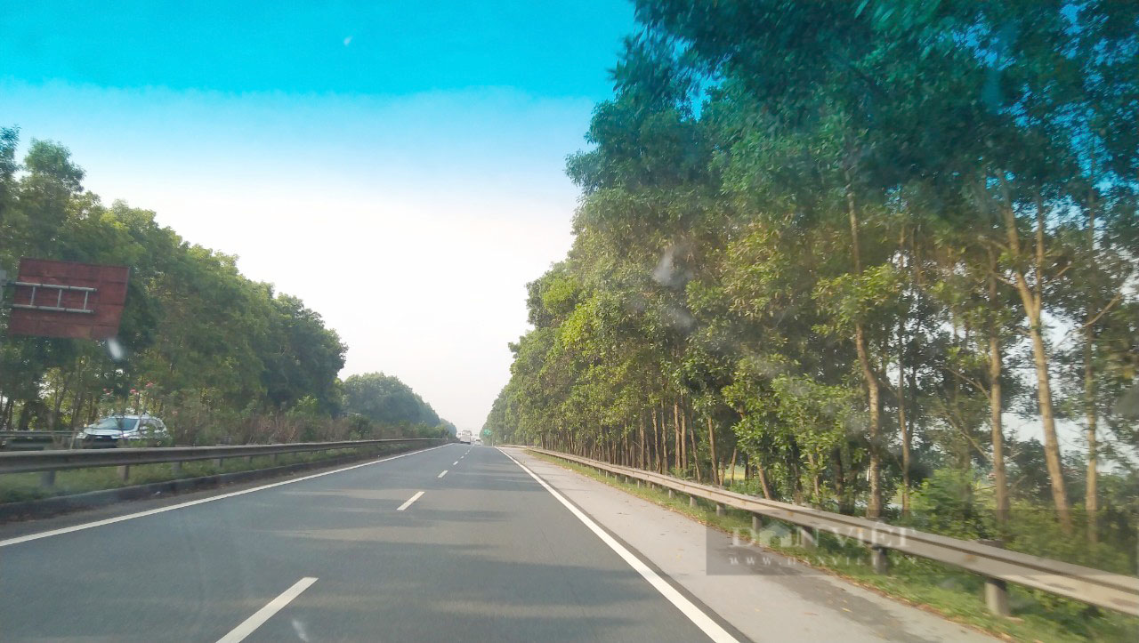 Chuyện gì xảy ra với hàng chục nghìn cây xanh bị chặt ở cao tốc Cầu Giẽ- Ninh Bình - Ảnh 2.