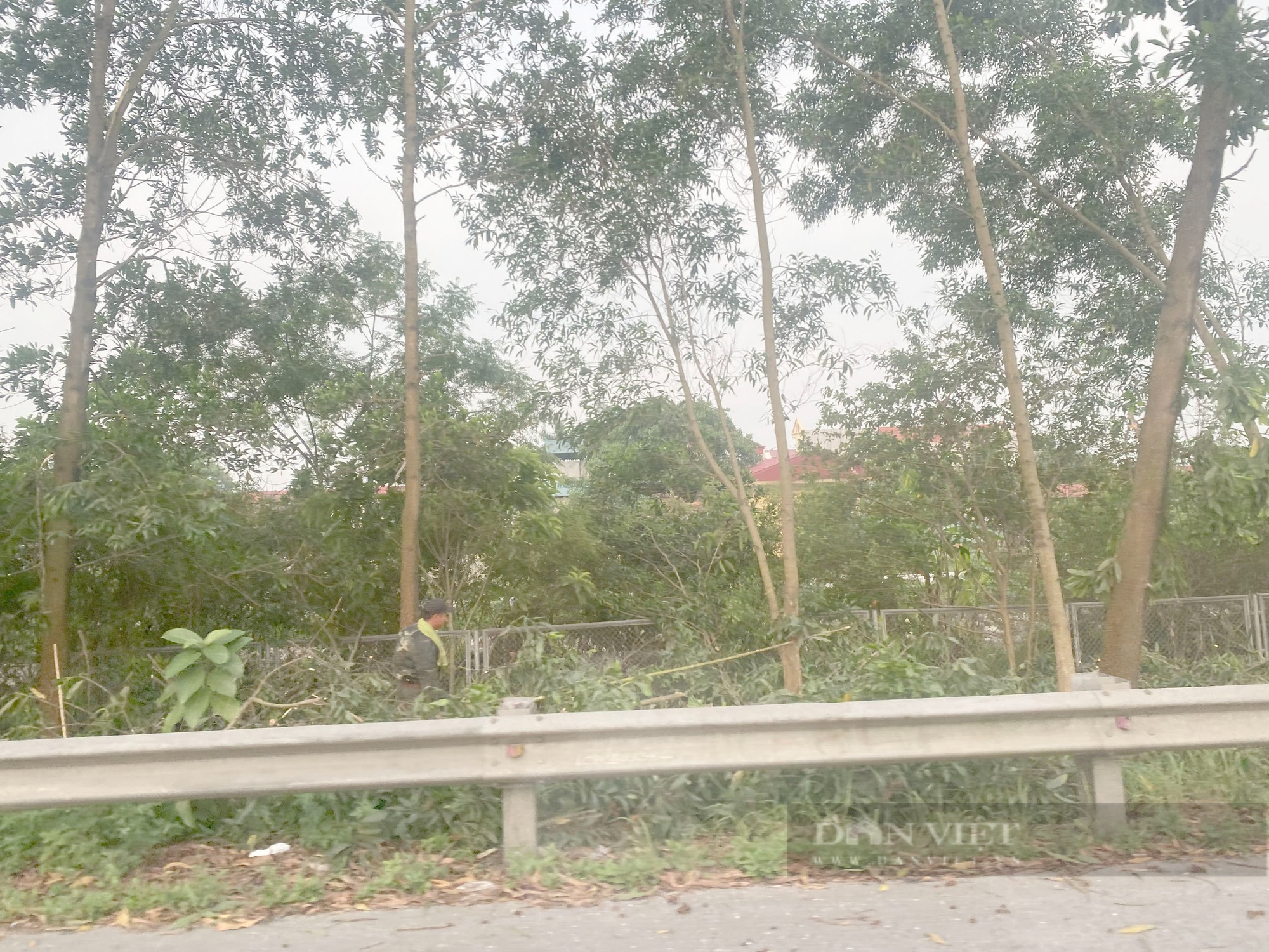 Chuyện gì xảy ra với hàng chục nghìn cây xanh bị chặt ở cao tốc Cầu Giẽ- Ninh Bình - Ảnh 3.