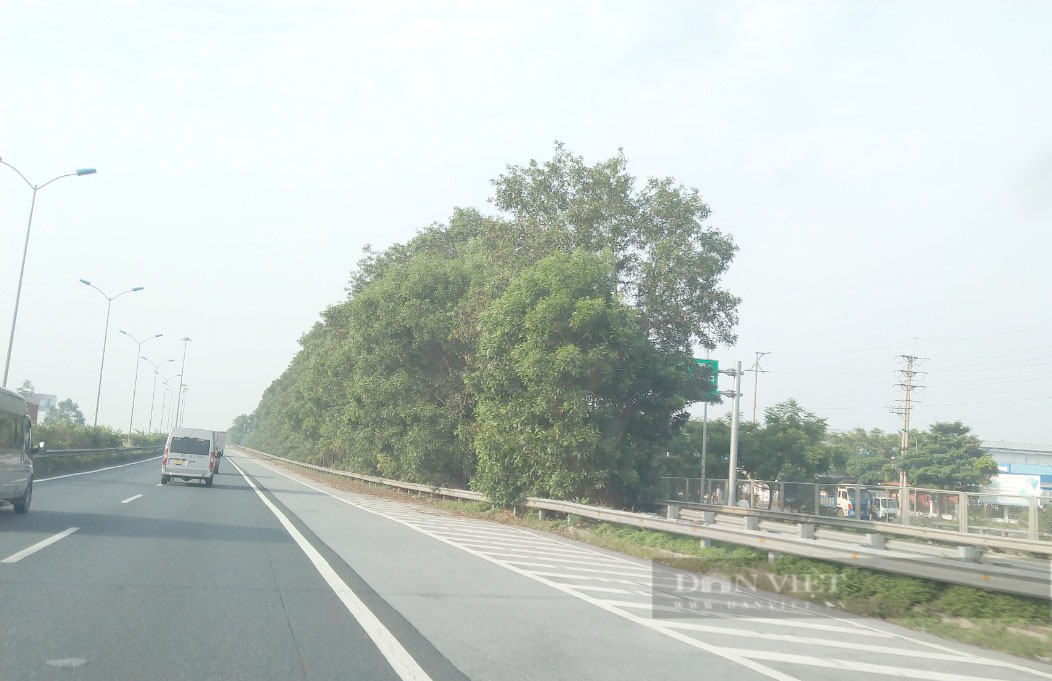 Chuyện gì xảy ra với hàng chục nghìn cây xanh bị chặt ở cao tốc Cầu Giẽ- Ninh Bình - Ảnh 4.